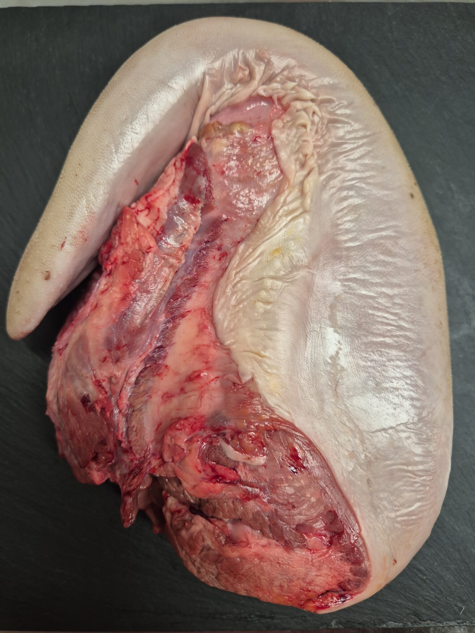 Langue de boeuf x1 - 1,500 kg
